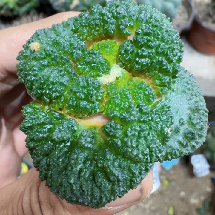 福利苗接大尤哥斯拉308