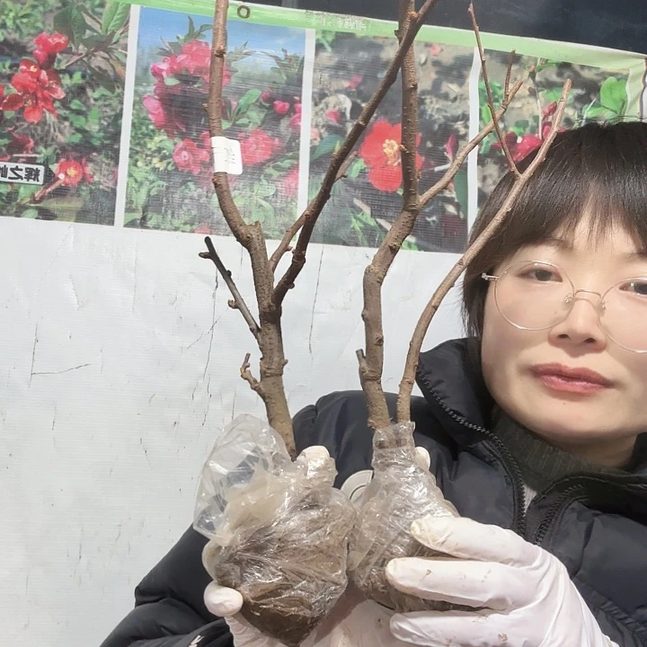 完全开放原生红千鸟一棵