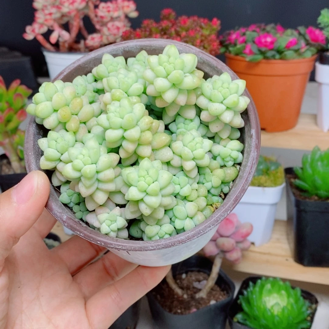 8.8玉缀带盆土发
