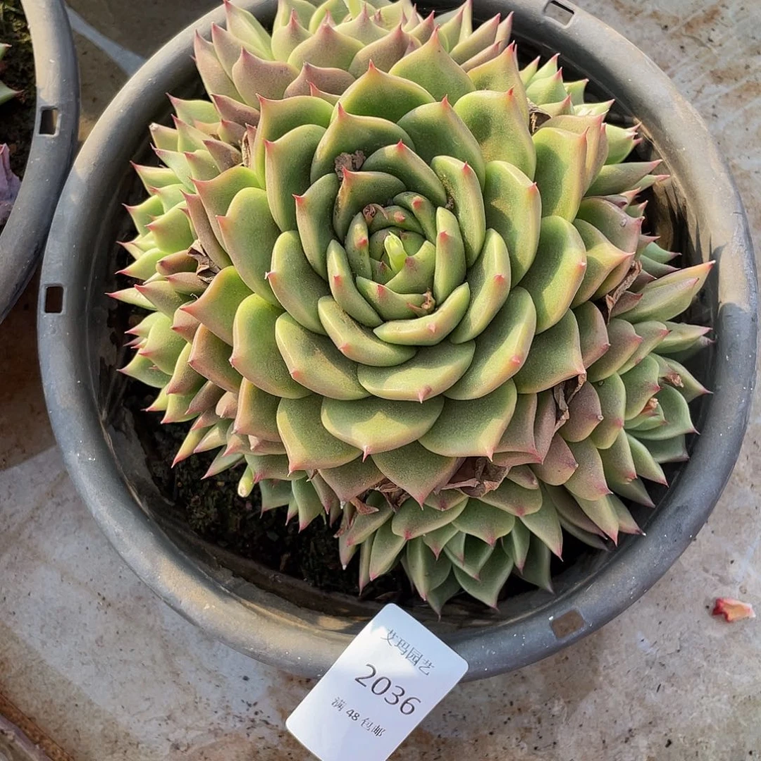 蓝龙捧花036 的人多肉多肉