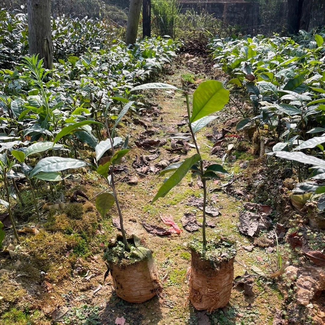 云南大叶种茶树苗两年苗