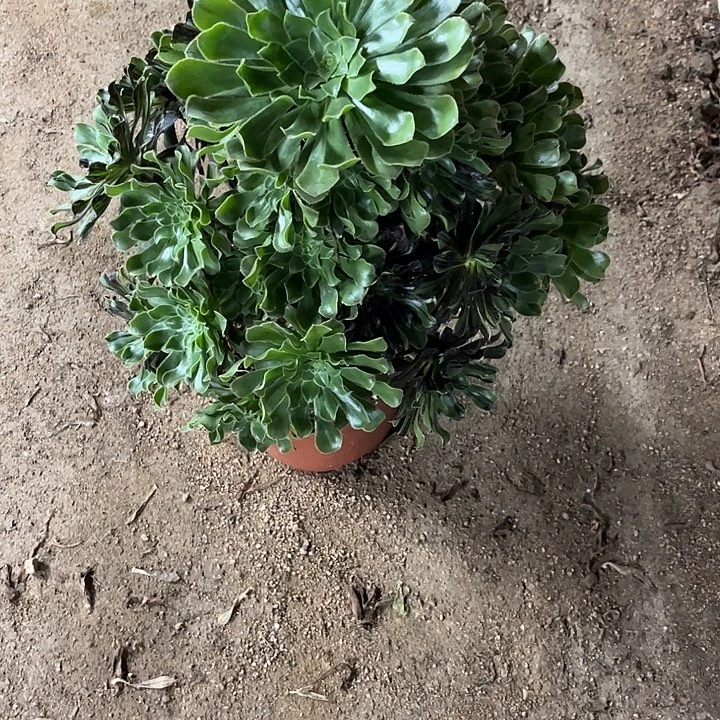 多肉植物水墨丹青…………