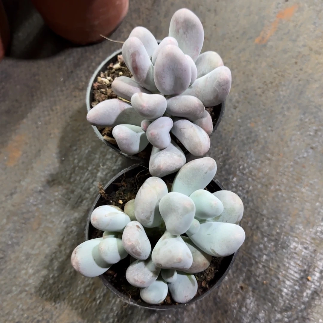 两颗米可奶多肉植物