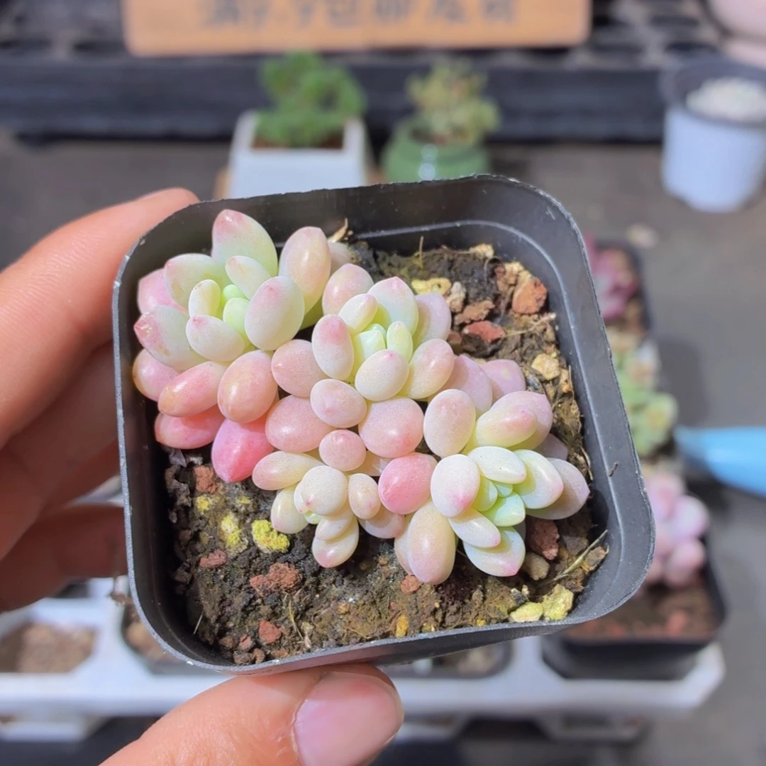 洛可可多肉9.9包邮发货