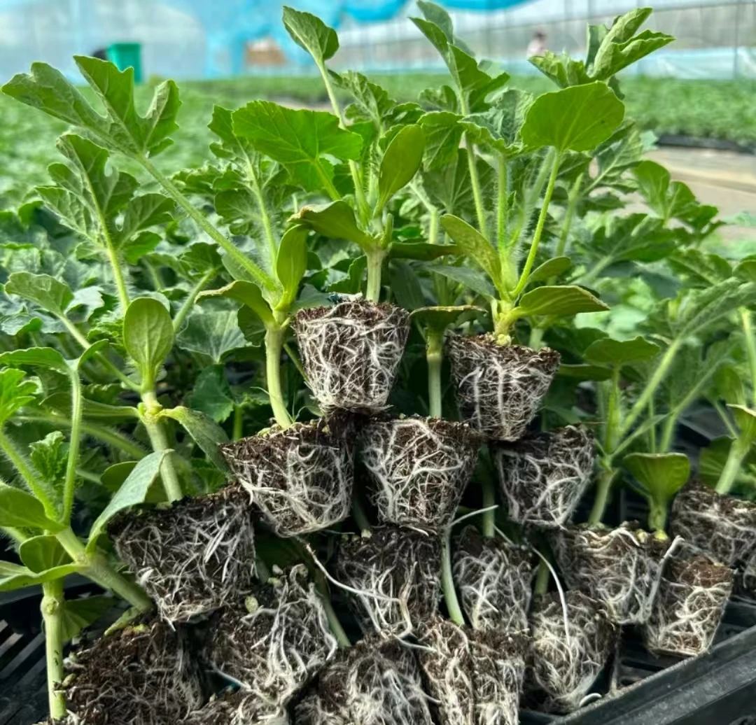 黄瓤特小凤西瓜苗秧8424冰糖麒麟阳台盆栽南方西瓜苗露天种植种苗