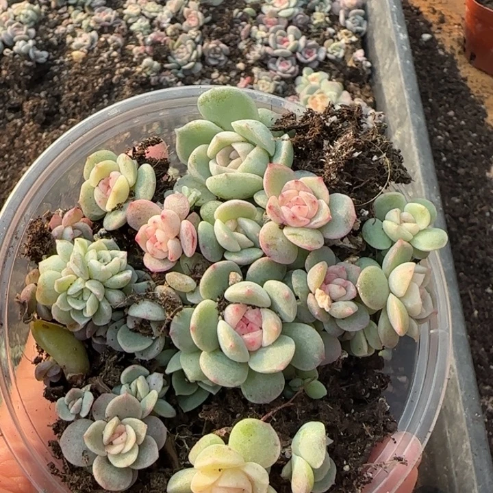 29 王者系列多肉植物一盒