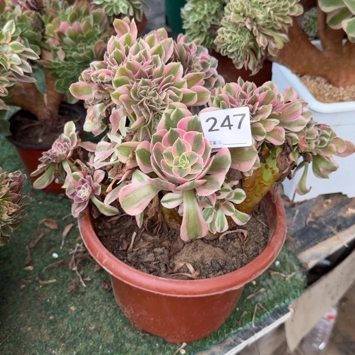 粉女巫法师锦自然朵朵缀化247