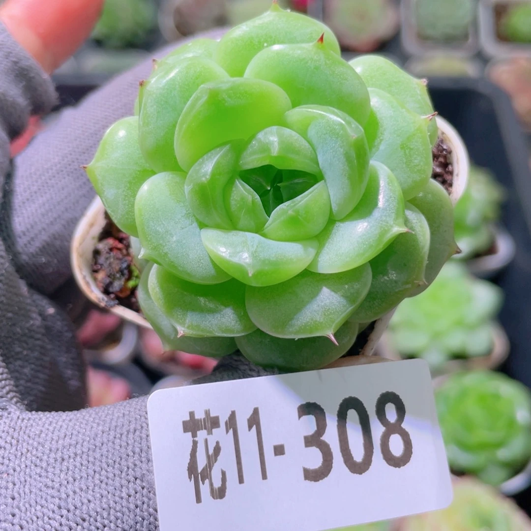 花利美11-308珍妮