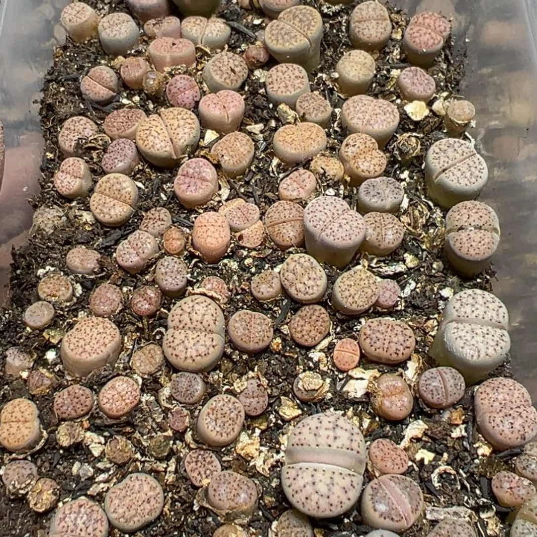 【闪购商品】娜*琪 088。