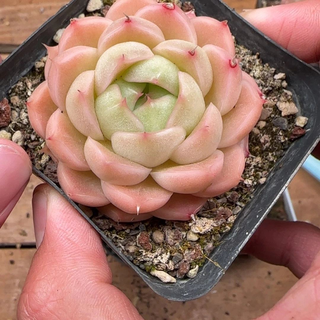 一物一拍麦秆糖心06212