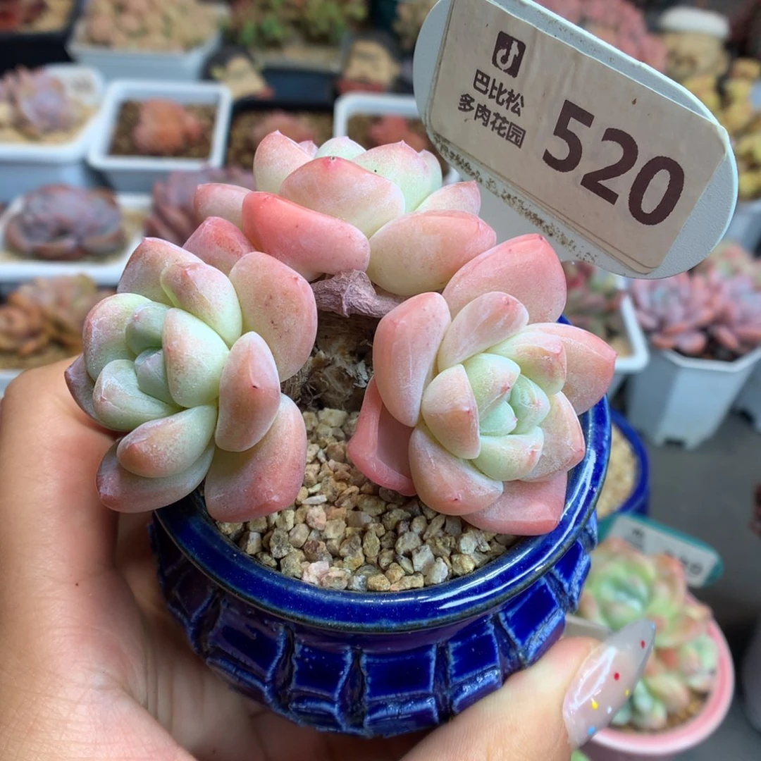 520三头老桩冰玉多肉植物