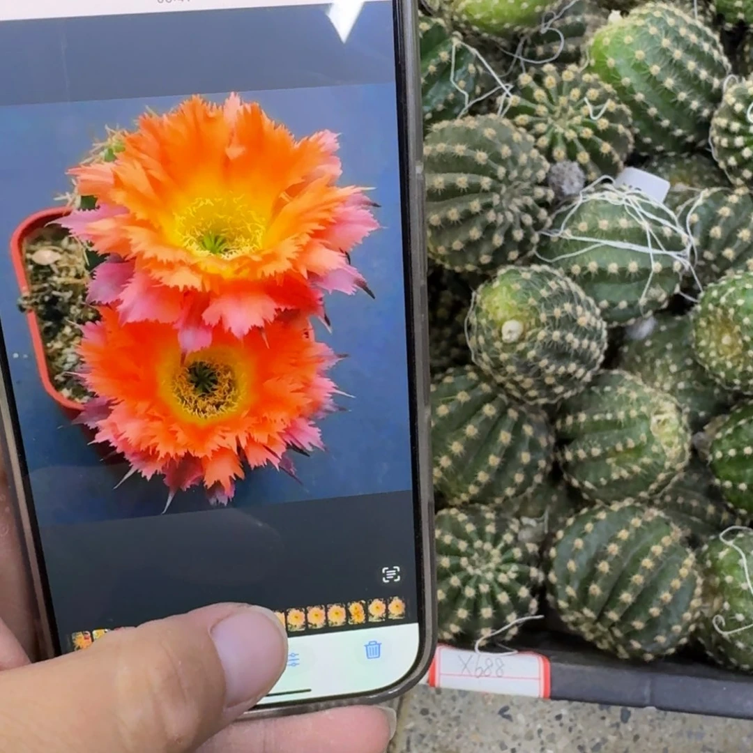 238彩草热带魔法歪无根侧牙4公分左右，20包邮