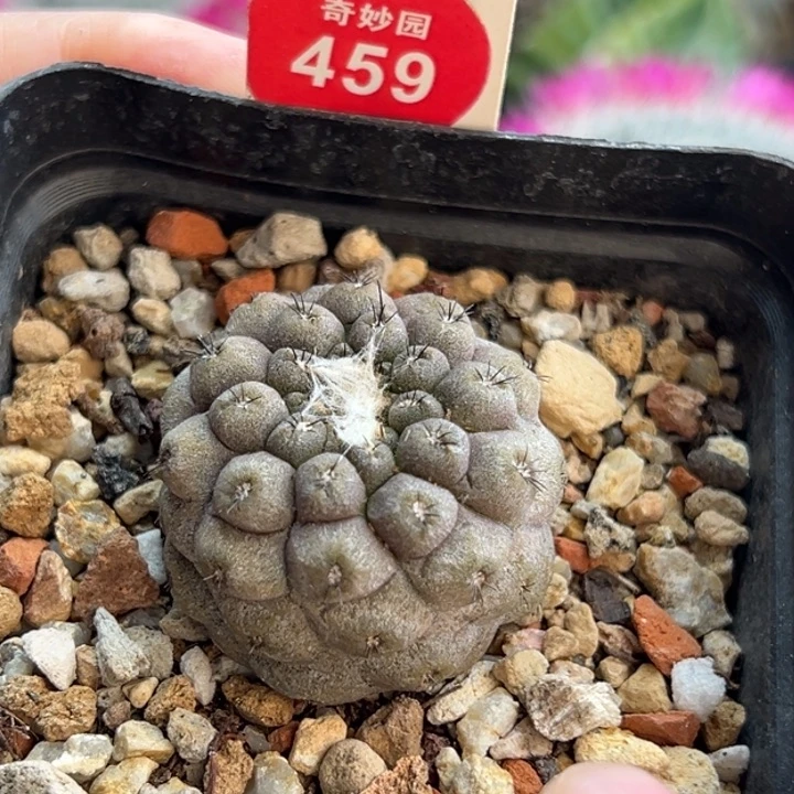 实生有刺尤仙人3.2cm侧面有斑