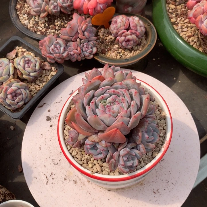 花花花花花花花花花