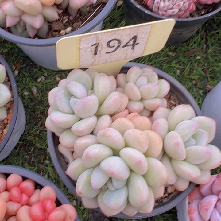 健健康康平平安安