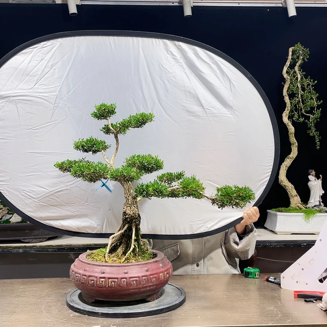 完全开放黄杨盆景四季常青