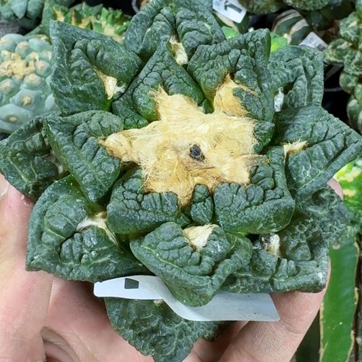 无花朵o****o福利2颗牡丹162，163