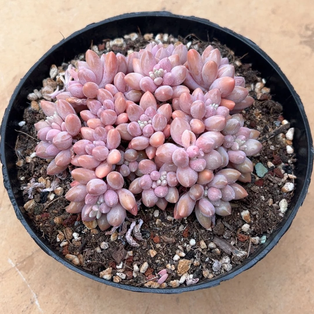 G***e3.6.21星黛露多肉