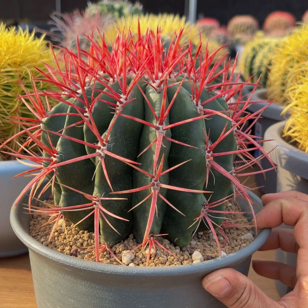 墨西哥红虎精品来咯388