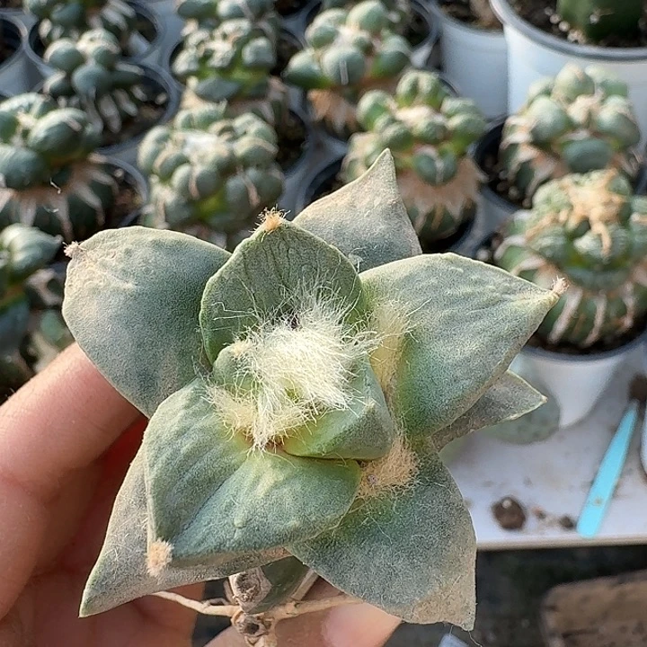 无花朵697龙牙怒牡丹