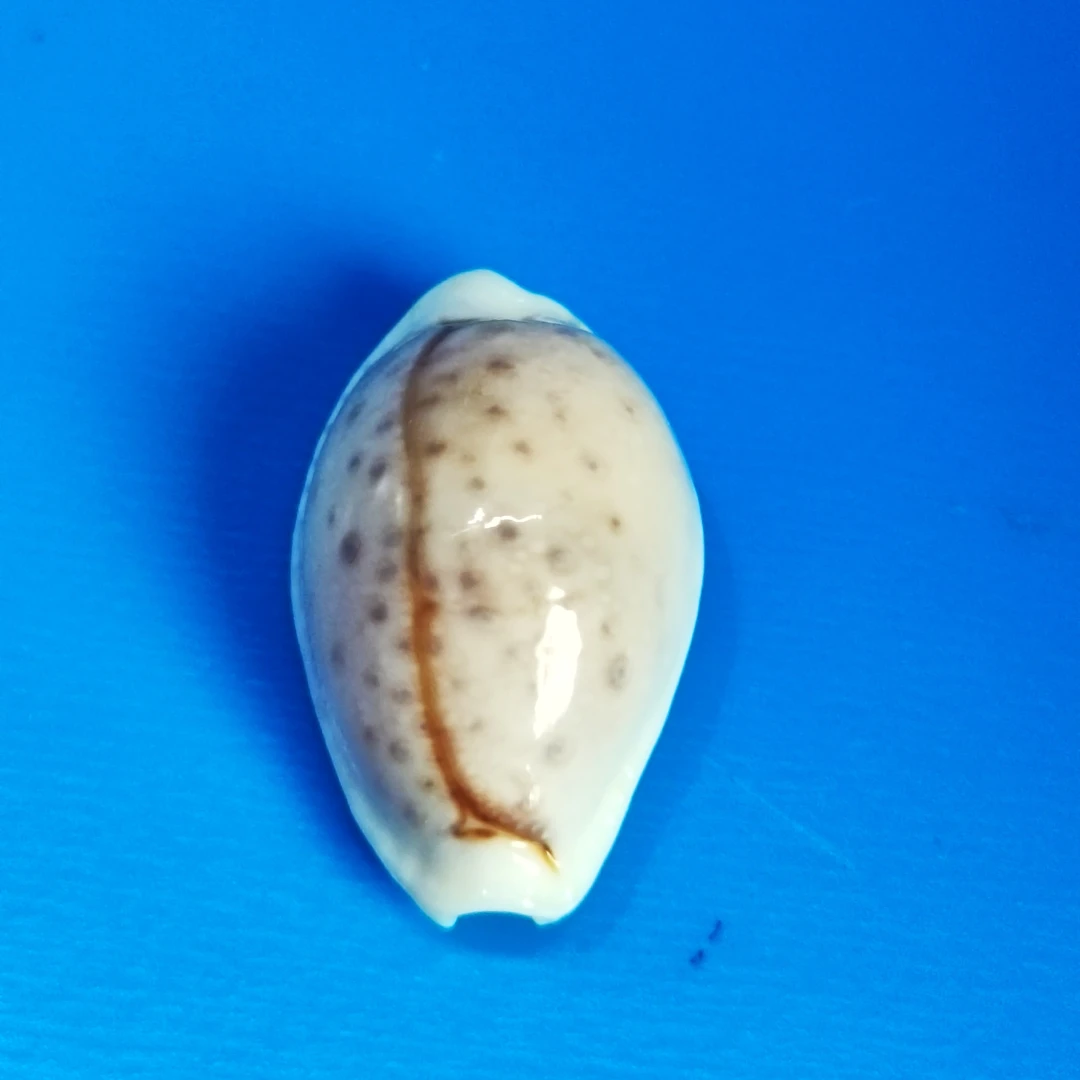 波芬宝螺  天然海螺贝壳标本收藏家居装饰儿童科普馈赠朋友