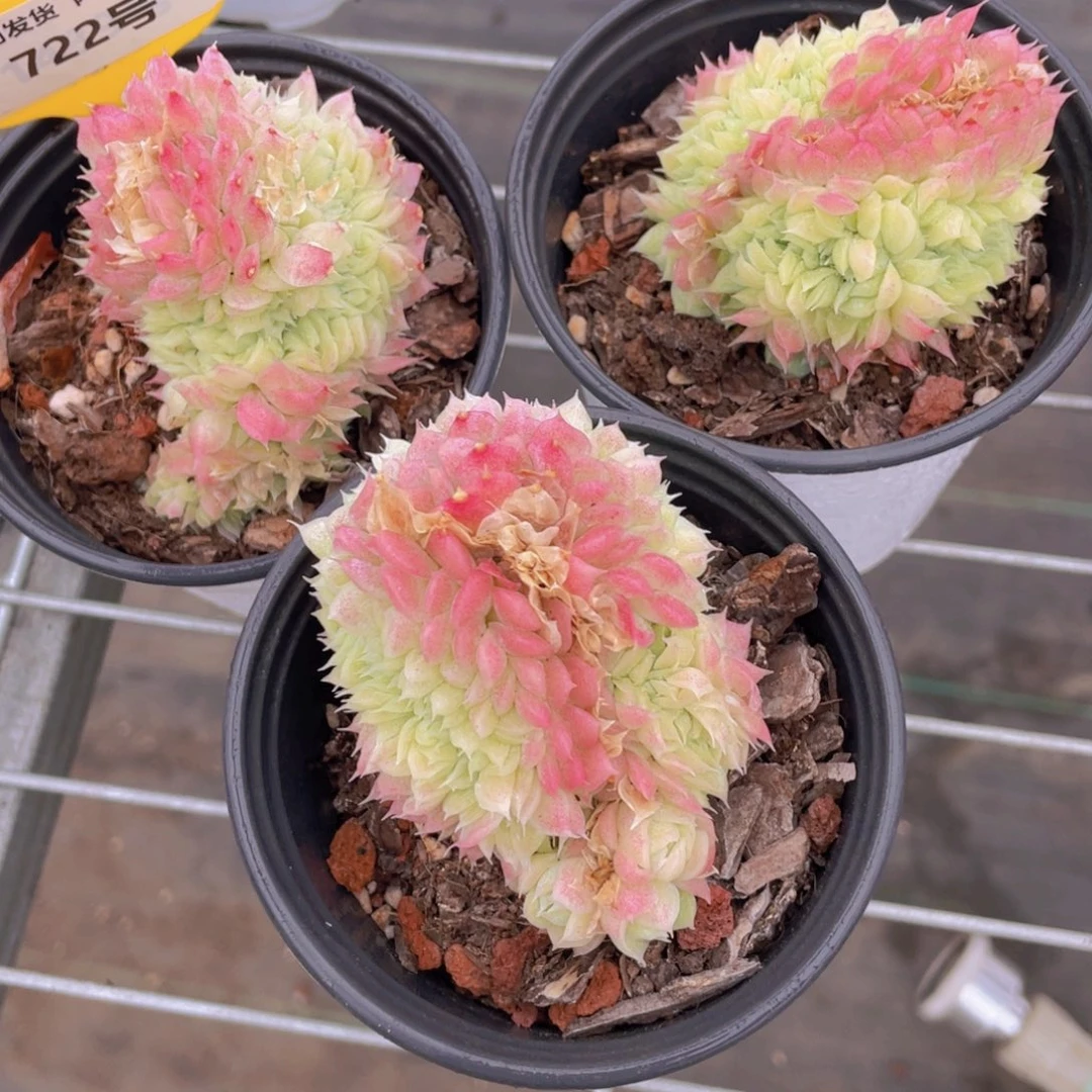 722号 全状态白月光缀化一个