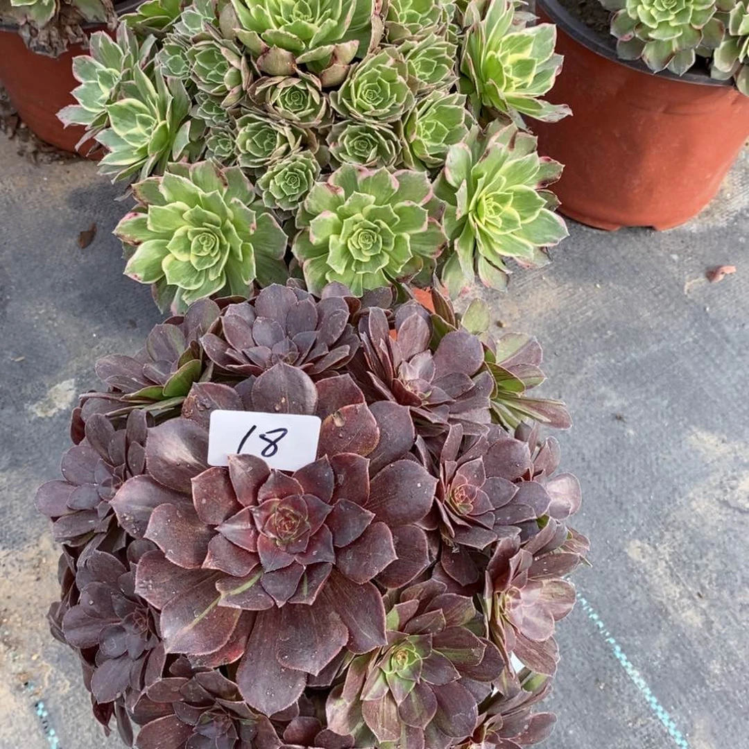 全部花朵多肉植物组合拼盘18