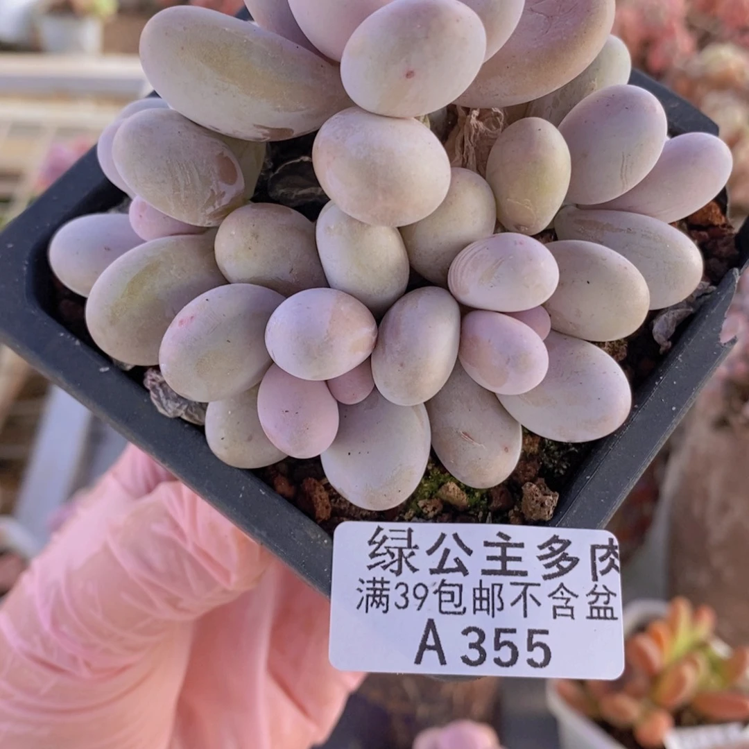 水光针奶酪8cm355多肉植物