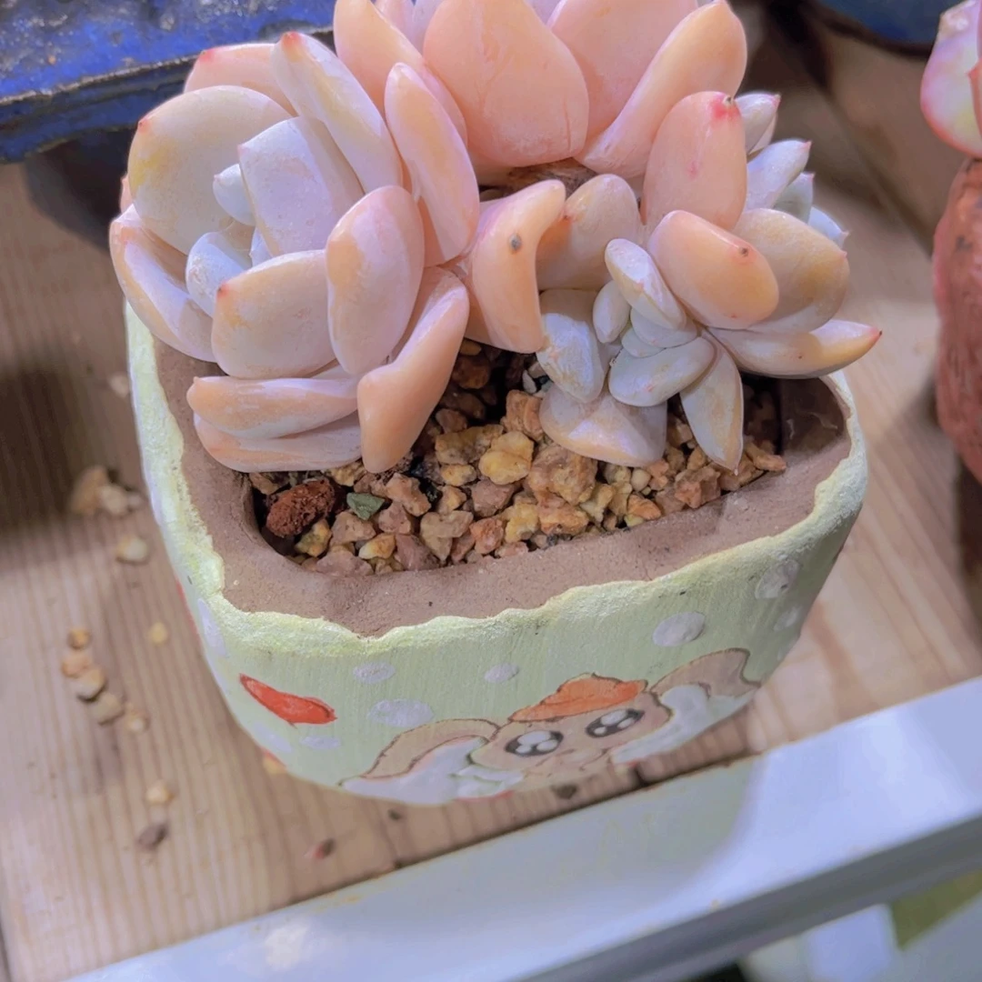 小***茼多肉植物保护研究所所长