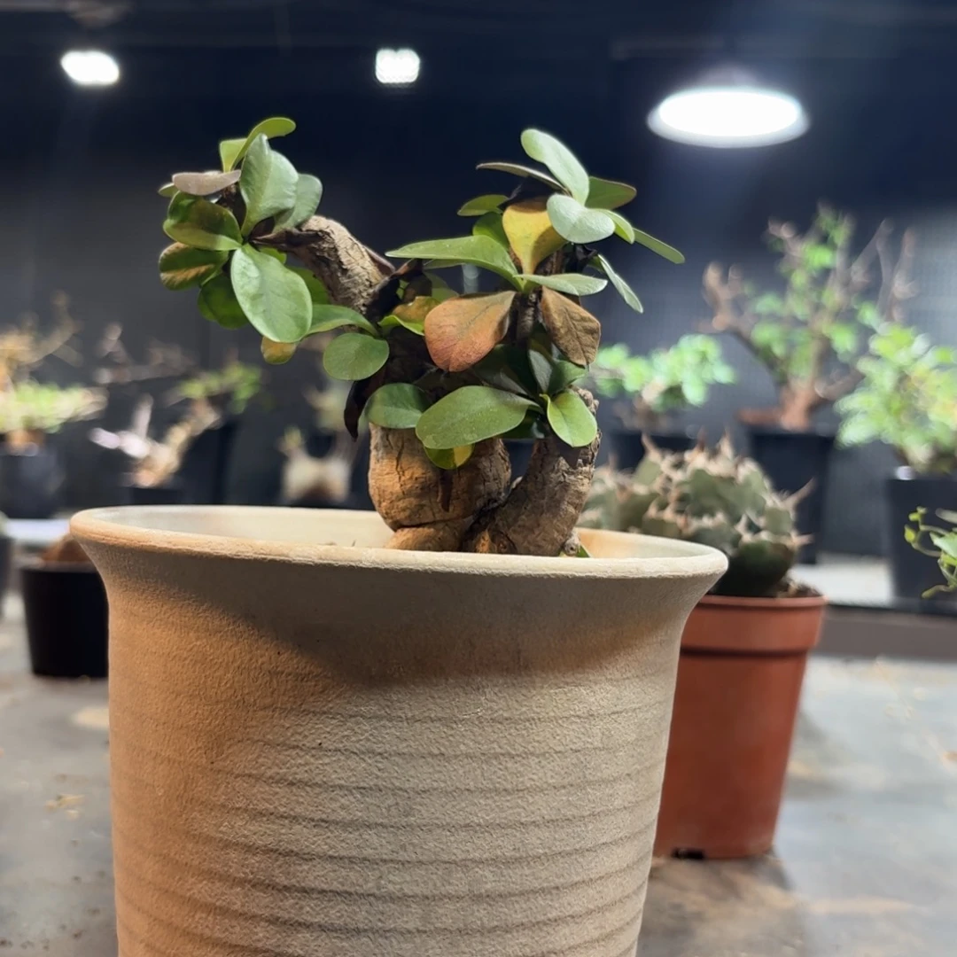 爱翠斯大几5699999999