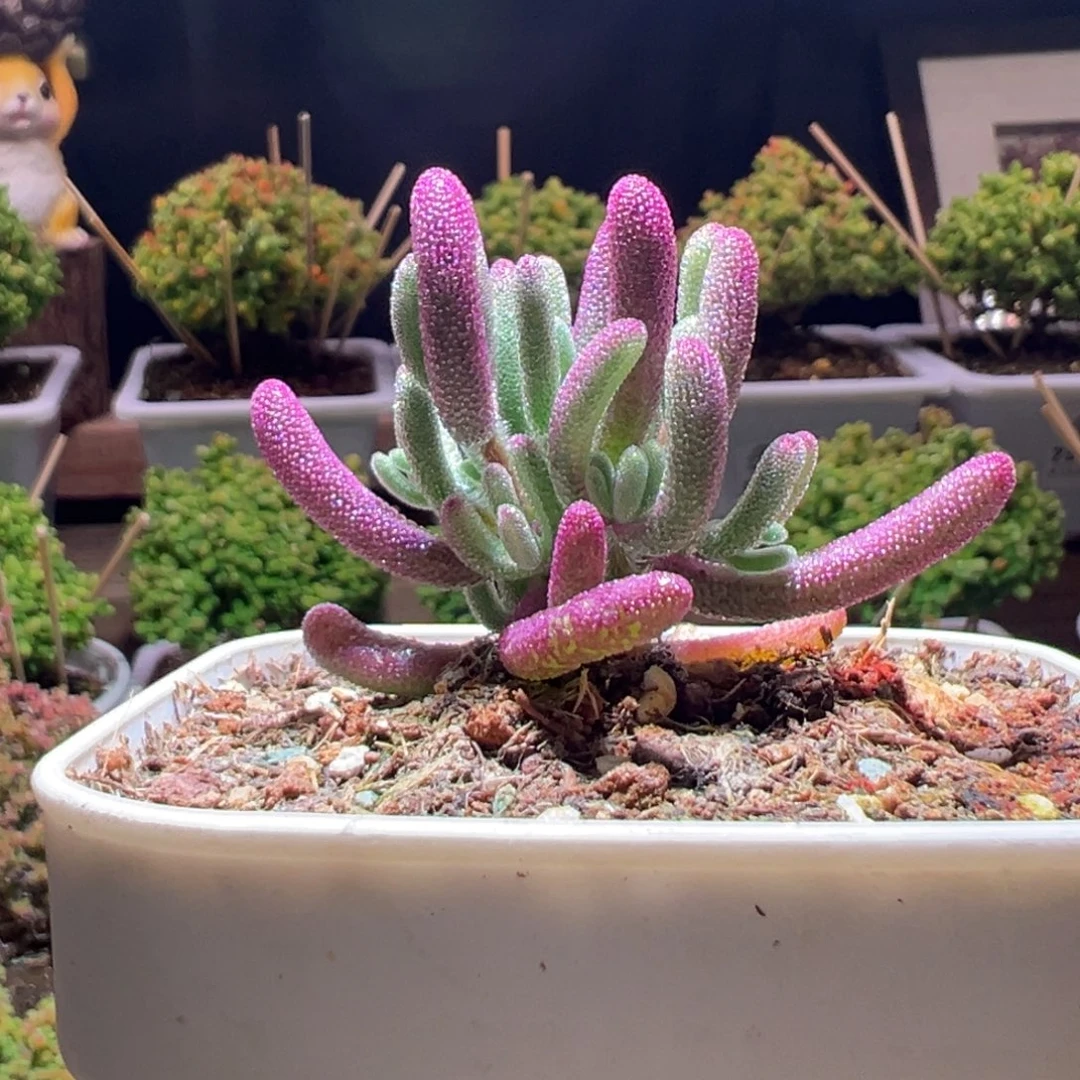 496紫闪光一物一拍带盆土发货