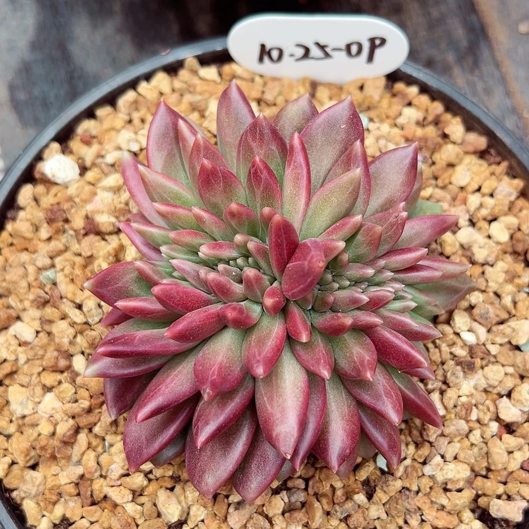 1025-09迷雾泡泡缀化