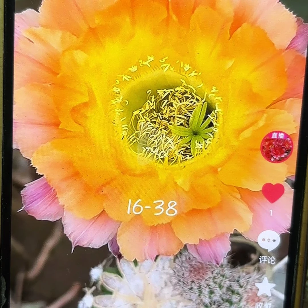 16-38彩品侧牙20包邮53