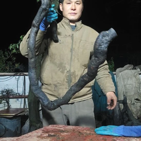 杠***馆当前无花朵，栽培后可花朵山里人家金单子