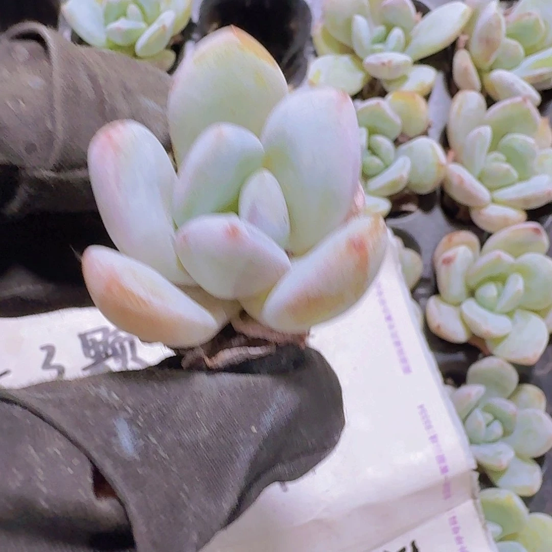 精品香雪两米三颗