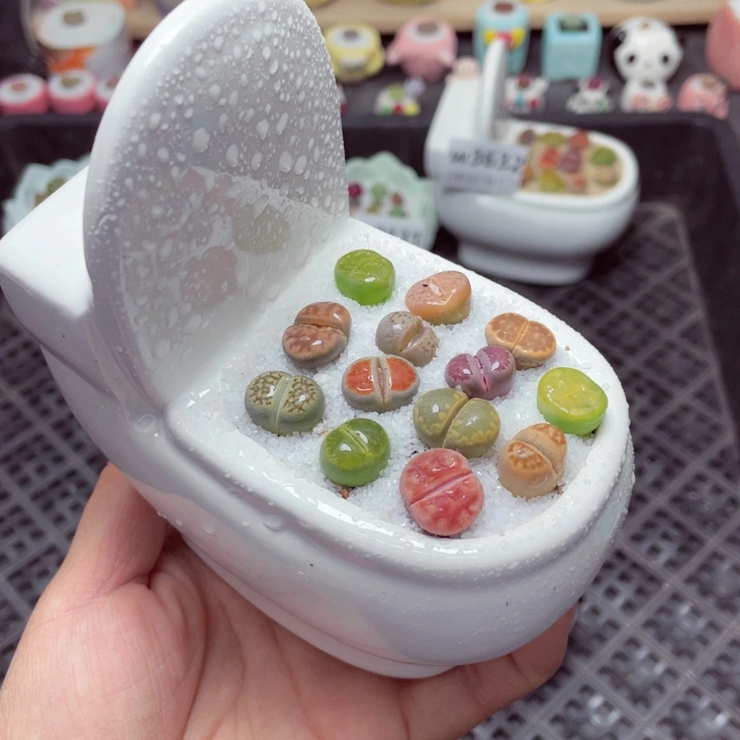 w3633 带盆土发货-零下地区拍保温箱