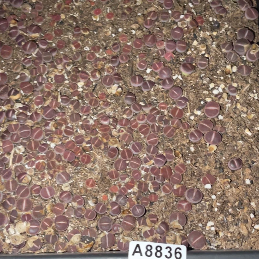 啊***呆8836福利筐1不售后