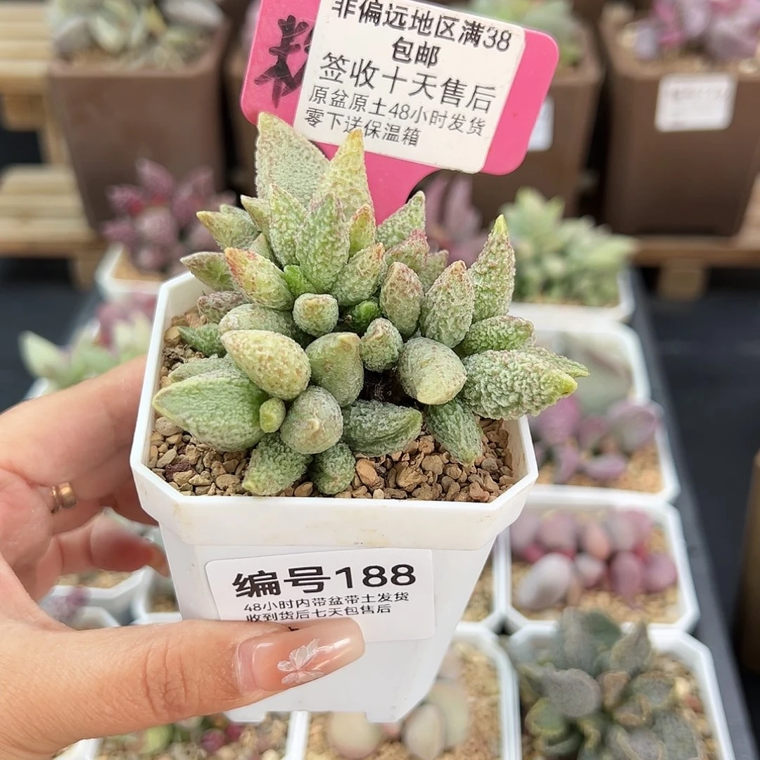 188七彩仙女多肉植物