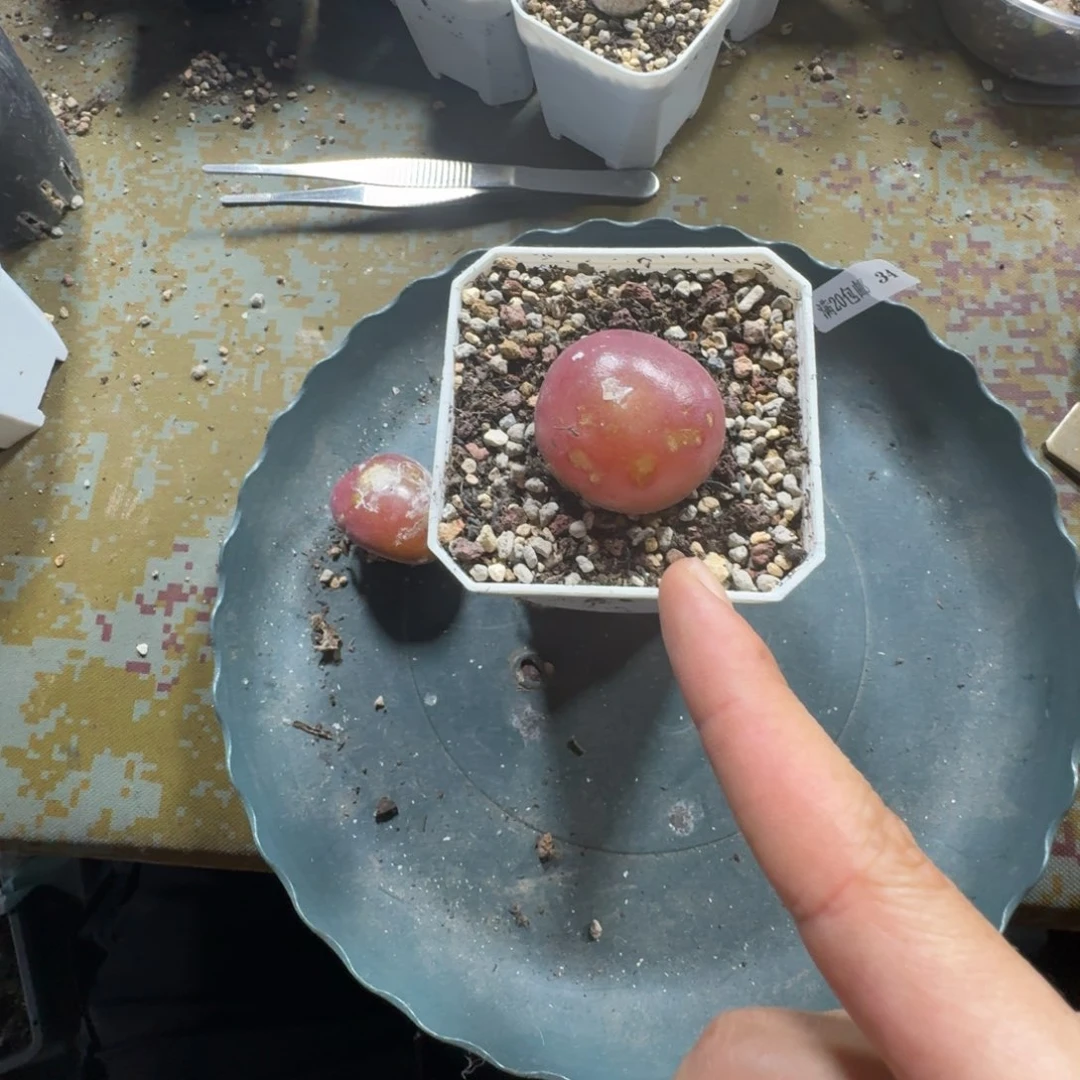 巧****i34。两颗大灯泡。有瑕疵。