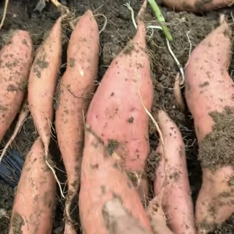 正宗烟薯25蜜薯红薯新鲜现挖沙地番薯软糯香甜口感好