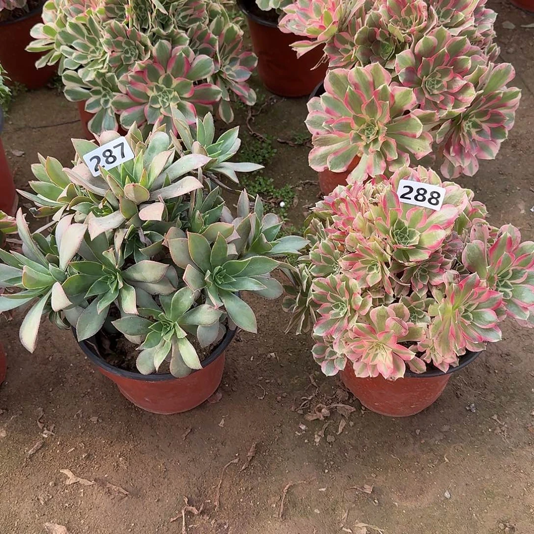 多肉植物2个288-287号