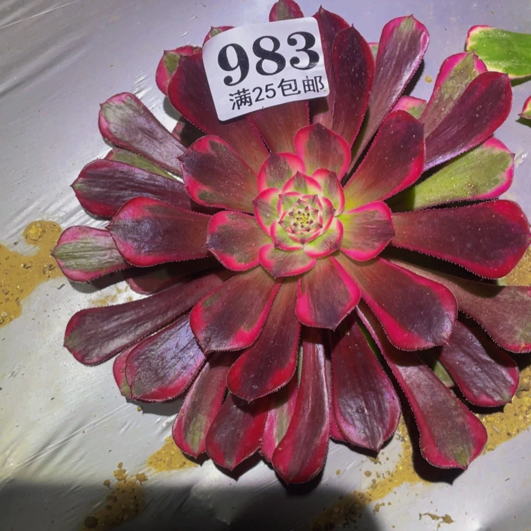 霁月多肉植物多肉983