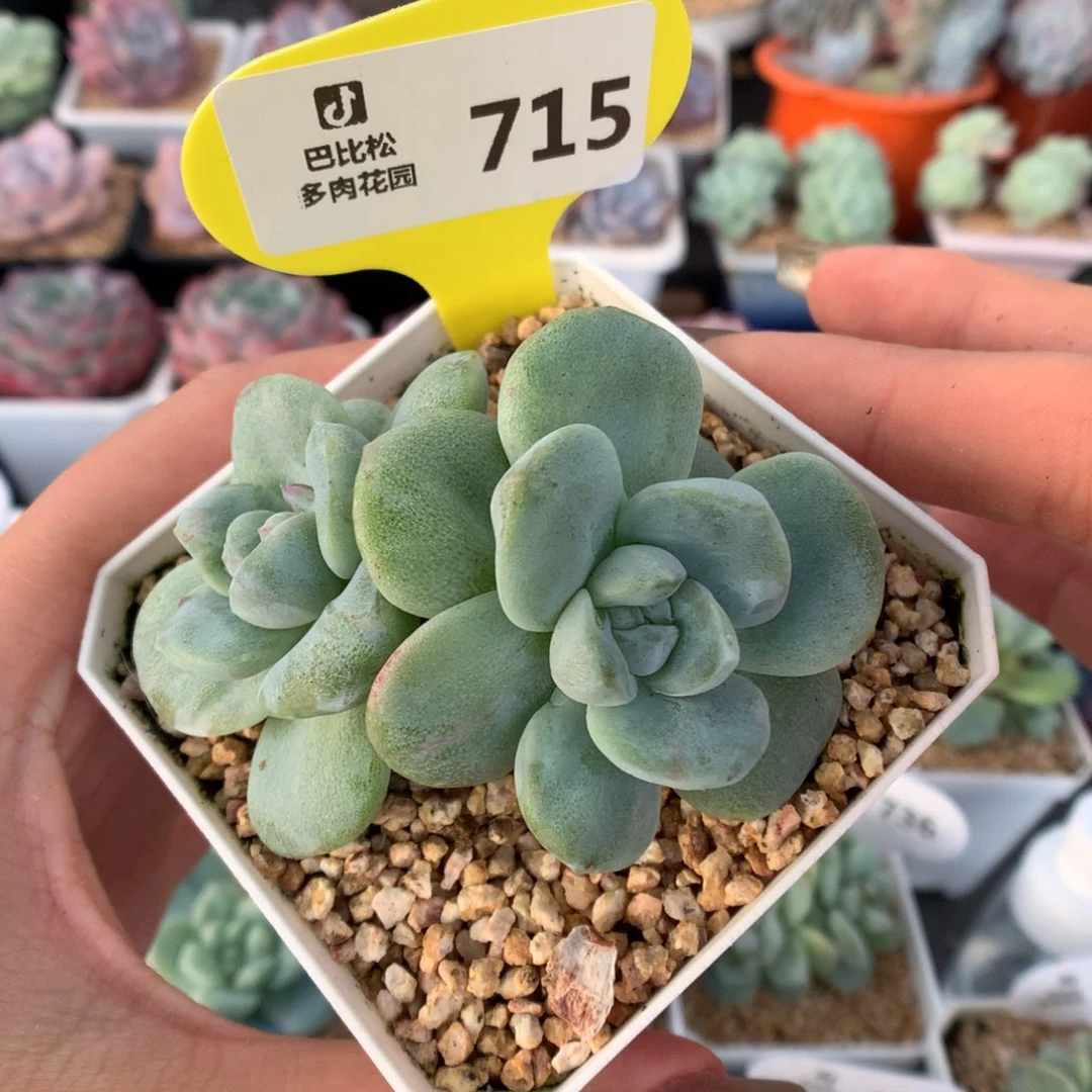 715双头冰玉石化多肉植物