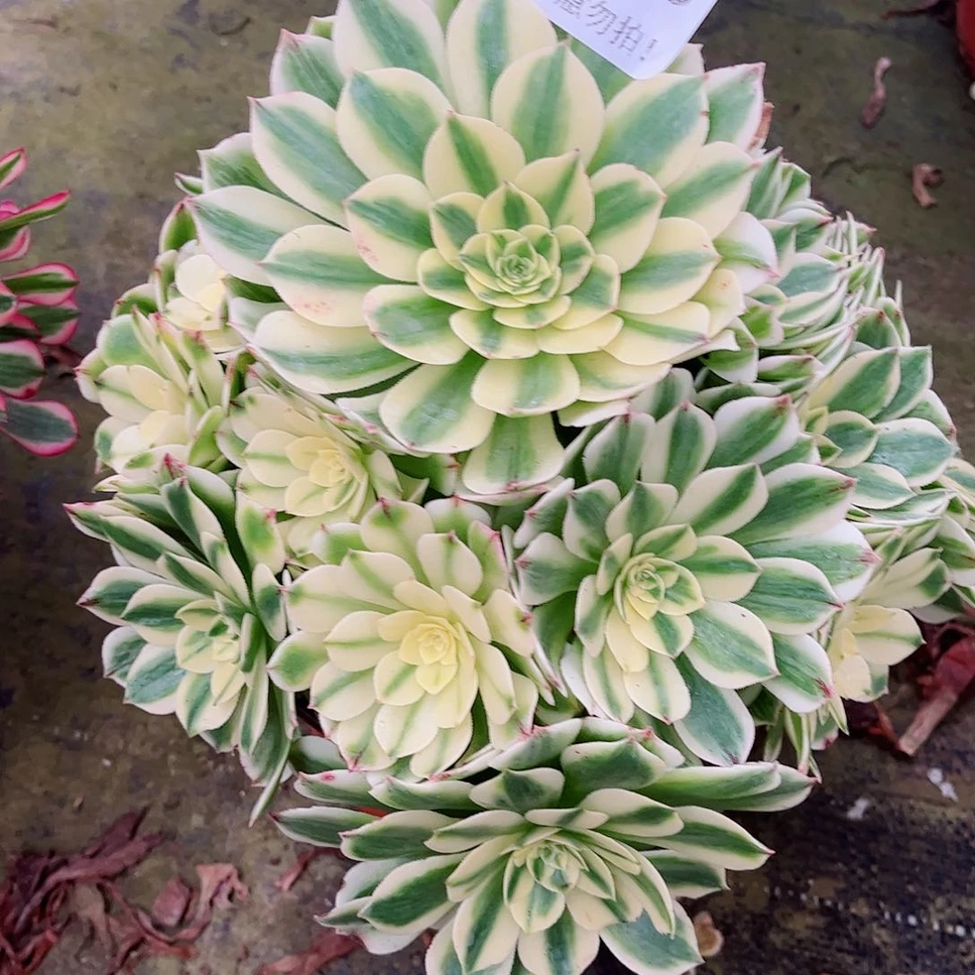 无花朵林*丽多肉植物伊丽莎白913