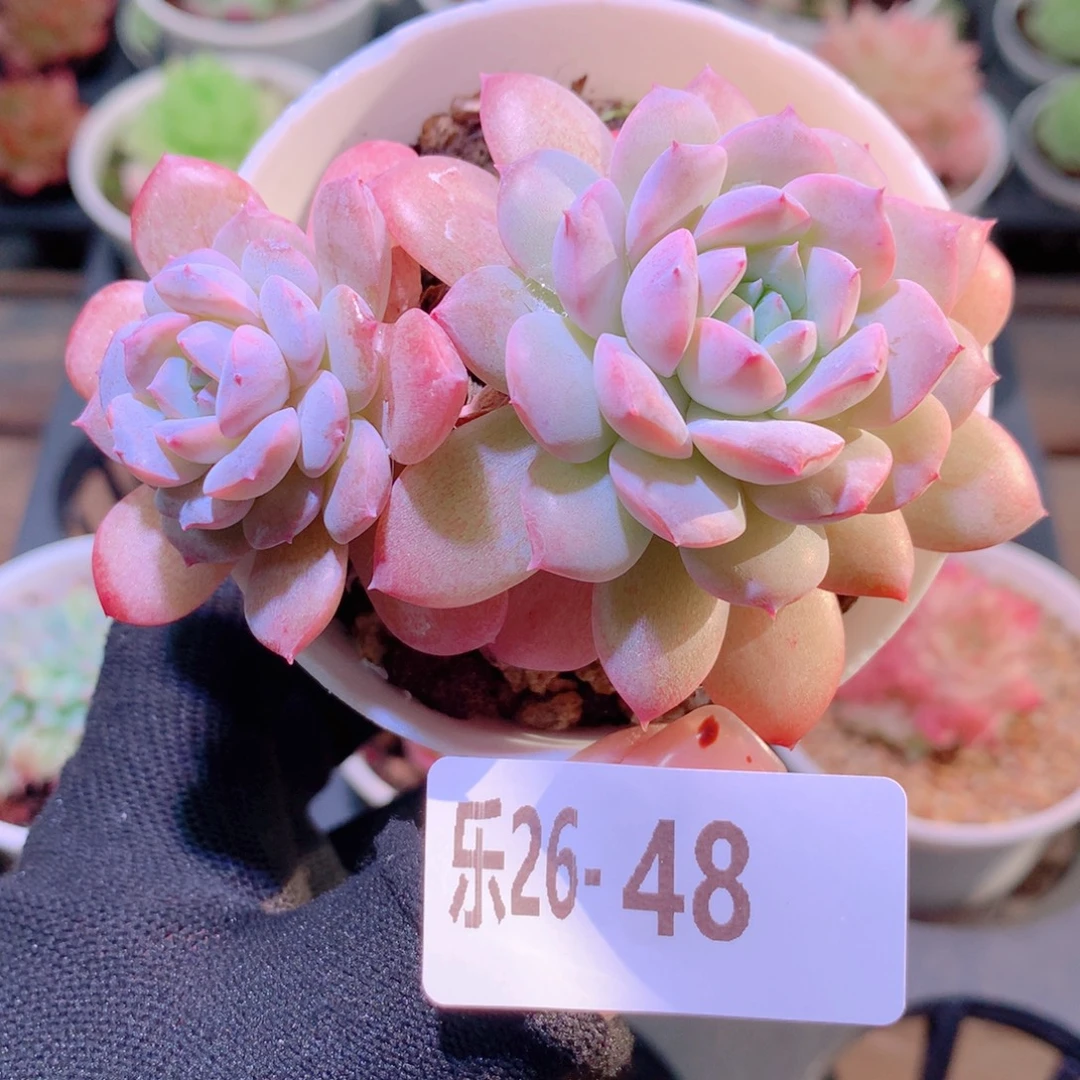 乐然26-48 新品双头