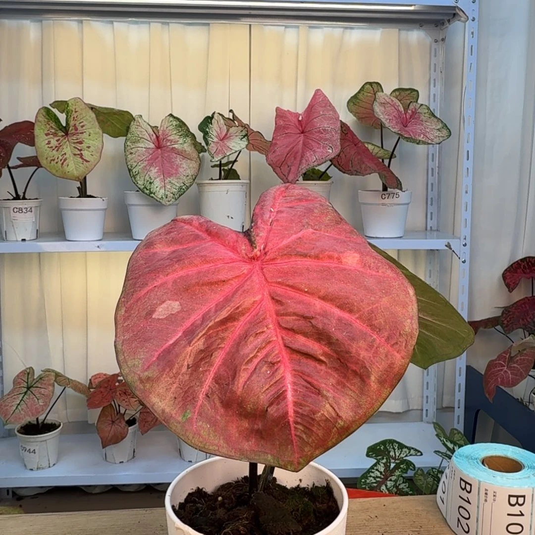 慢***凡无花朵泰彩     C463