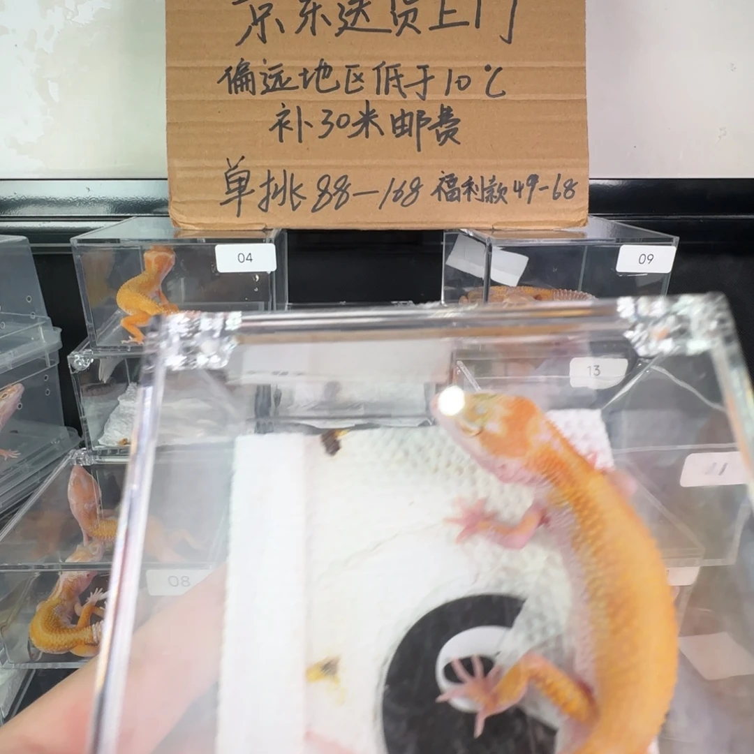 豹纹守宫白黄蜡笔暴龙弟弟