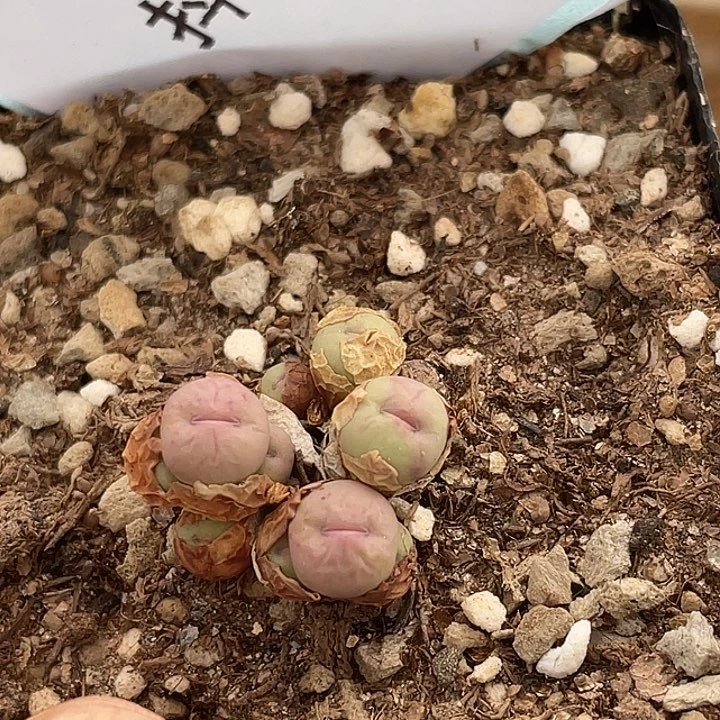 27-80奶油嘴多肉植物
