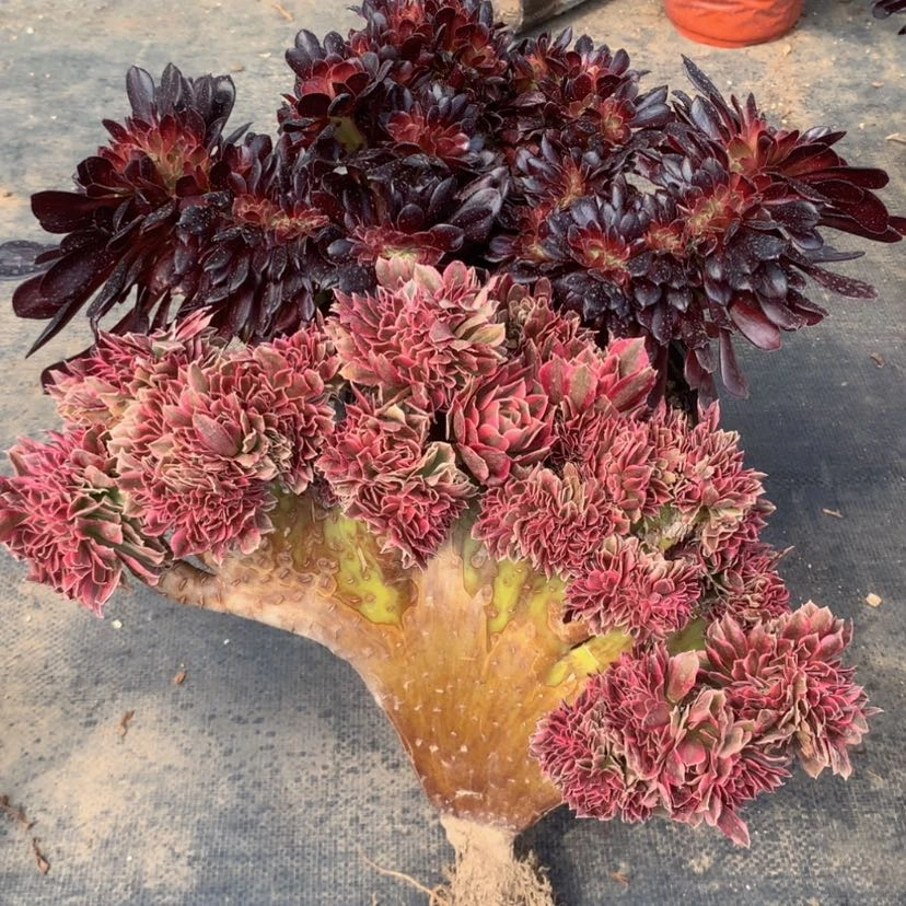 【闪购商品】法师066