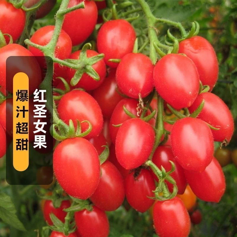 【红圣女果种子】超甜爆千禧小番茄阳台盆栽庭院高产水果蔬菜种子